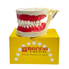 Banna Cast Screw plastic Articulator