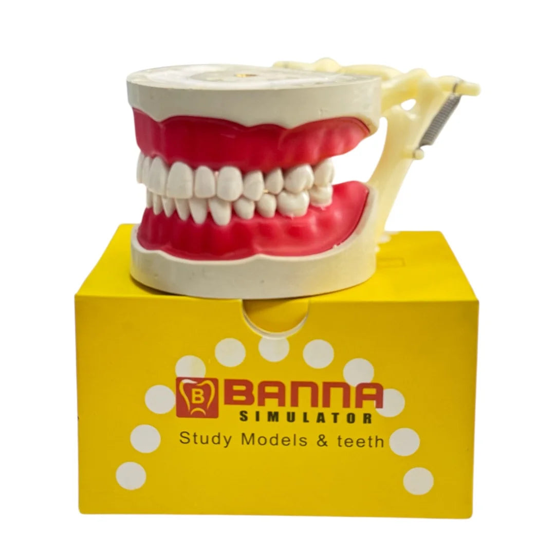 Banna Cast Screw plastic Articulator